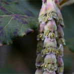 Spalier-Becherkätzchen (Garrya elliptica Douglas ex Lindl.)