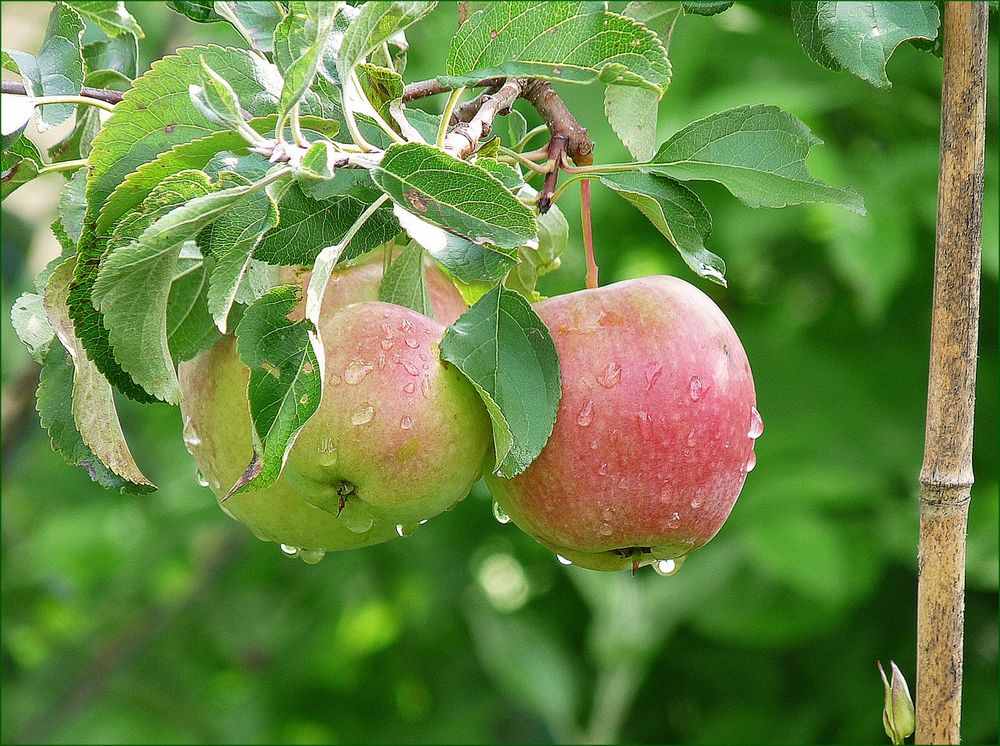 Spalierobst gleich gewaschen