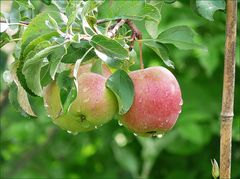 Spalierobst gleich gewaschen