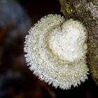 Spaltblättling (Schizophyllum commune) 