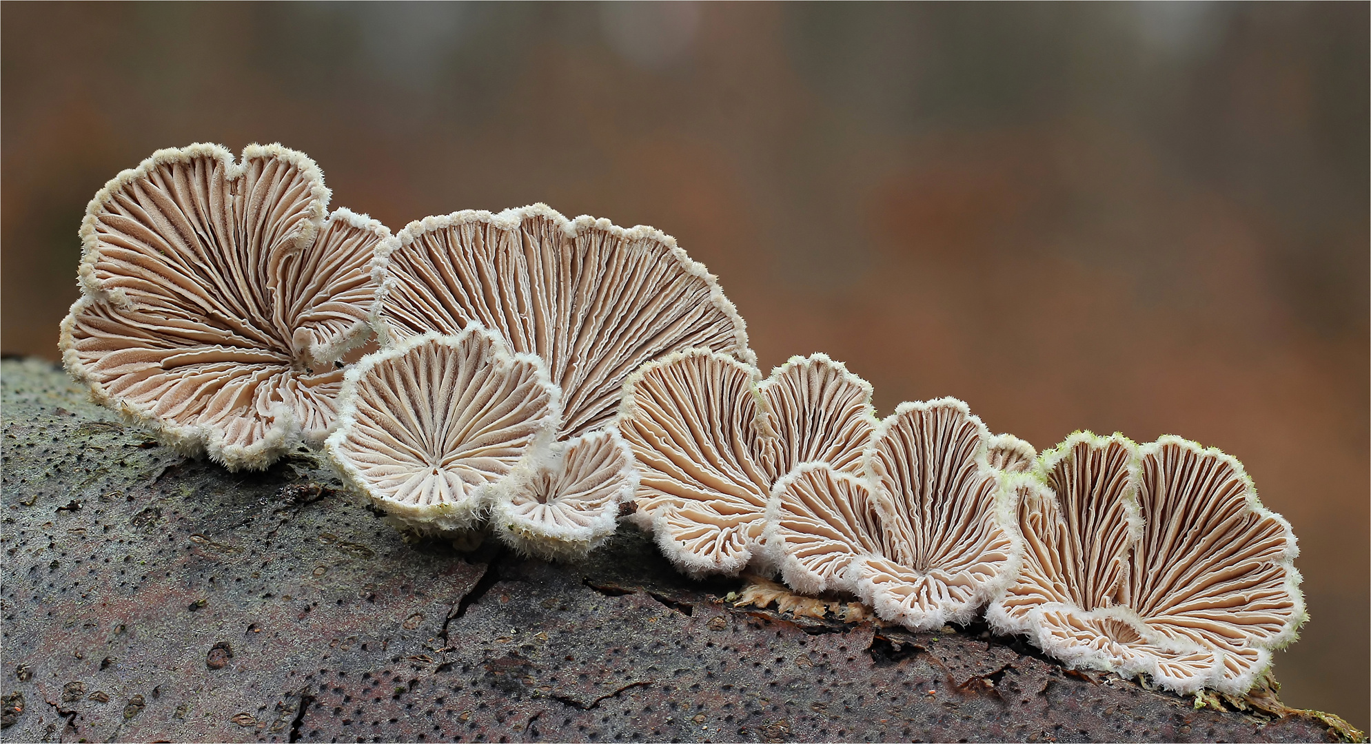 Spaltblättling (Schizophyllum commune)