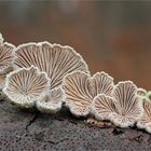 Spaltblättling (Schizophyllum commune)