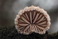 Spaltblättling (Schizophyllum commune)