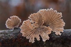 Spaltblättling (Schizophyllum commune)