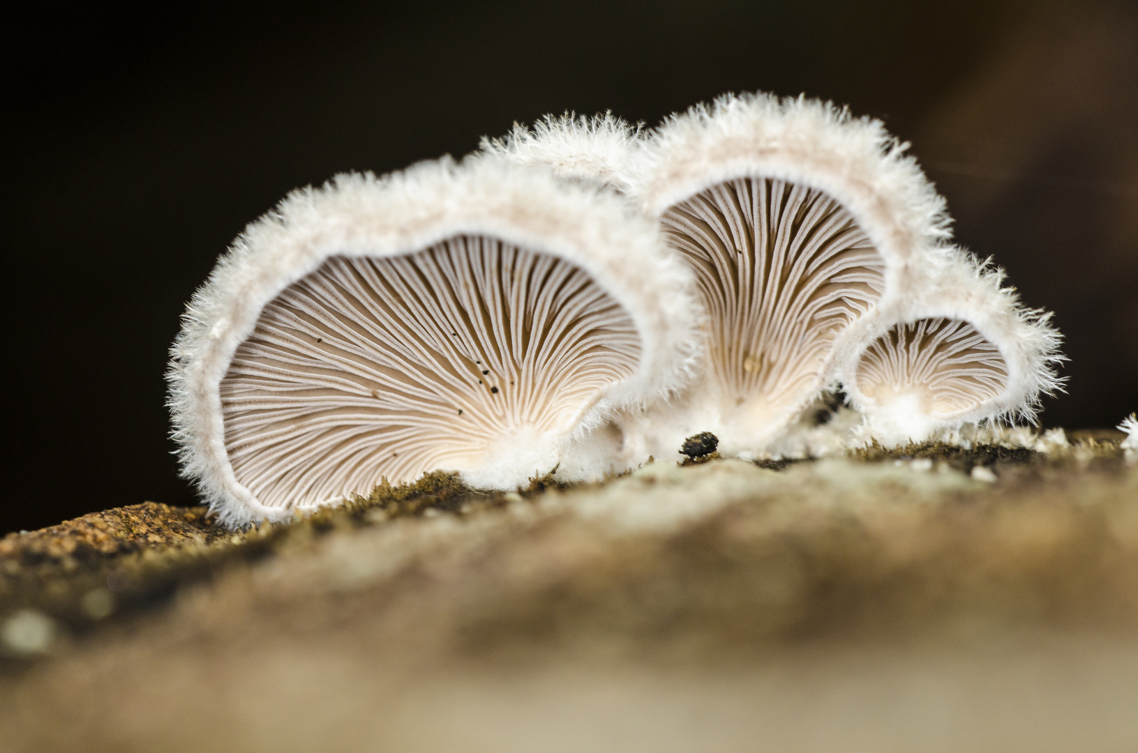 Spaltblättling (Schizophyllum commune)