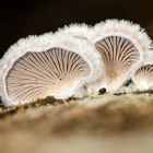 Spaltblättling (Schizophyllum commune)