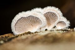 Spaltblättling (Schizophyllum commune)