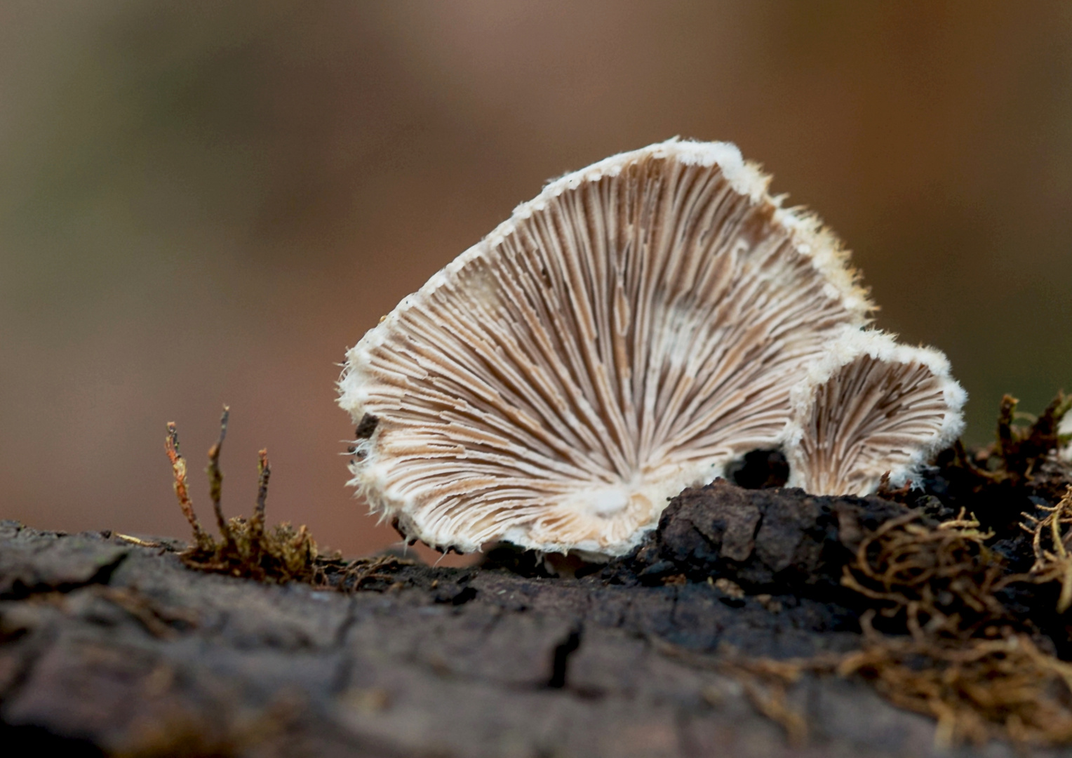 Spaltblättling Schizophylum Commune 