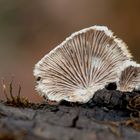 Spaltblättling Schizophylum Commune 