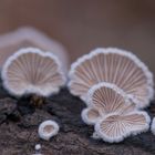 Spaltblättling Schizophylum Commune 2