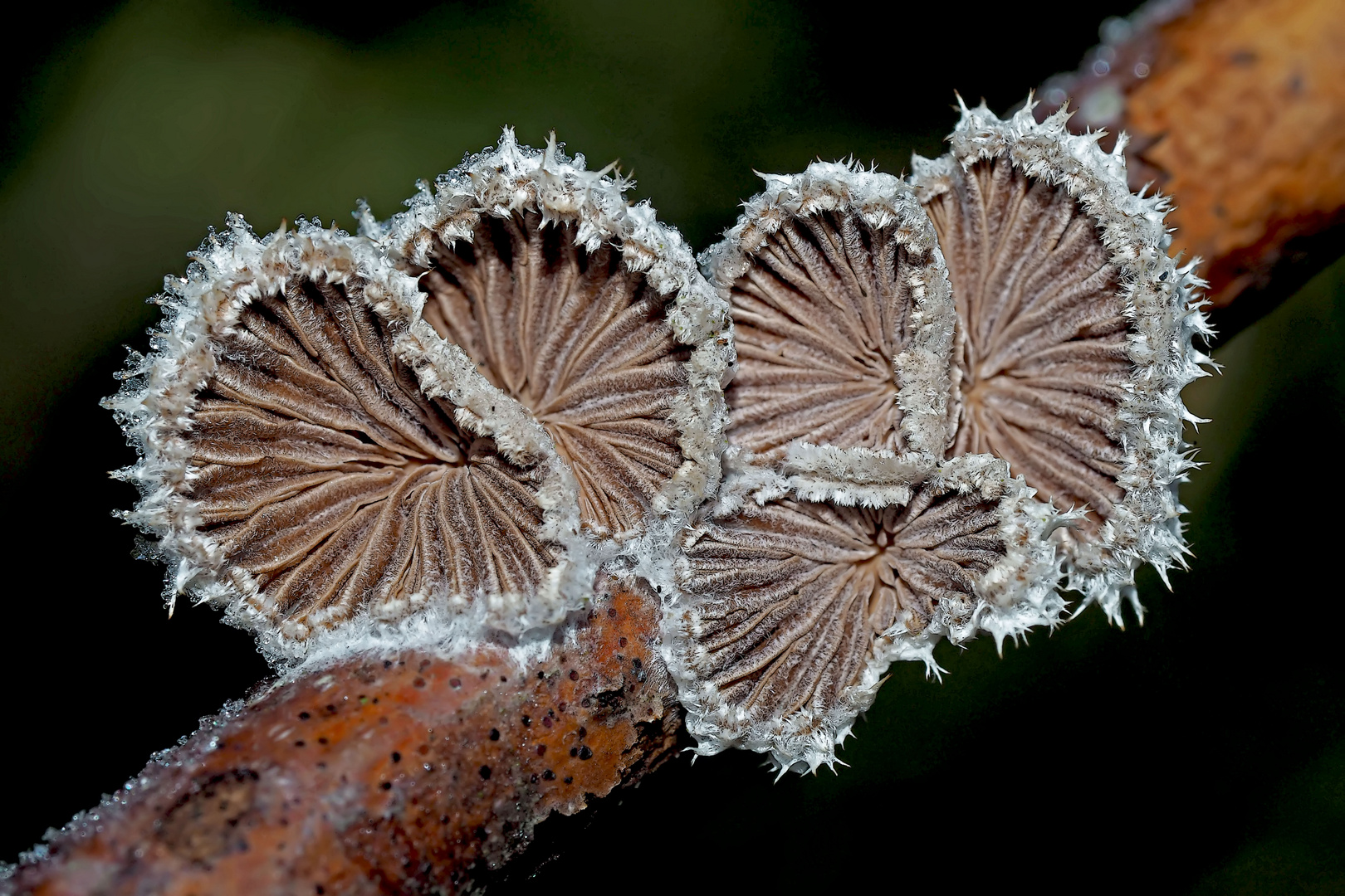  Spaltblättlinge: Pilze im Winter! - Des champignons en plein hiver!