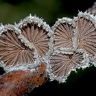  Spaltblättlinge: Pilze im Winter! - Des champignons en plein hiver!