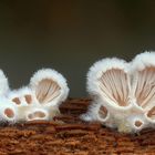 Spaltblättlinge (Schizophyllum) 