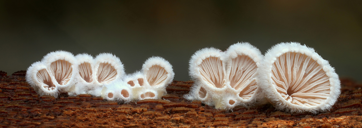 Spaltblättlinge (Schizophyllum) 