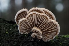 Spaltblättlinge (Schizophyllum commune)