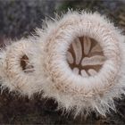 Spaltblättlinge (Schizophyllum commune)