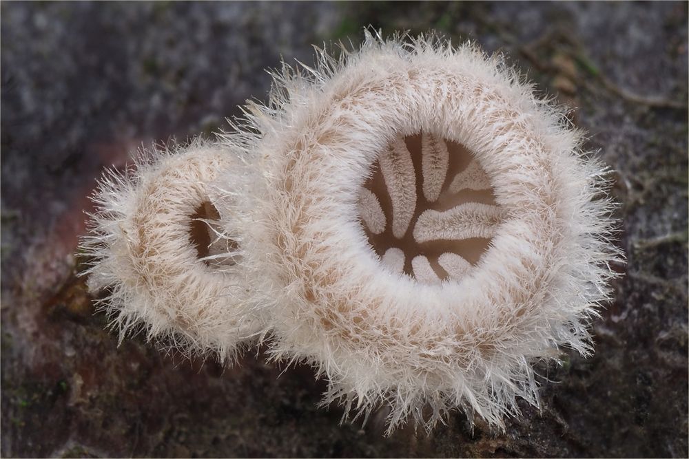 Spaltblättlinge (Schizophyllum commune)