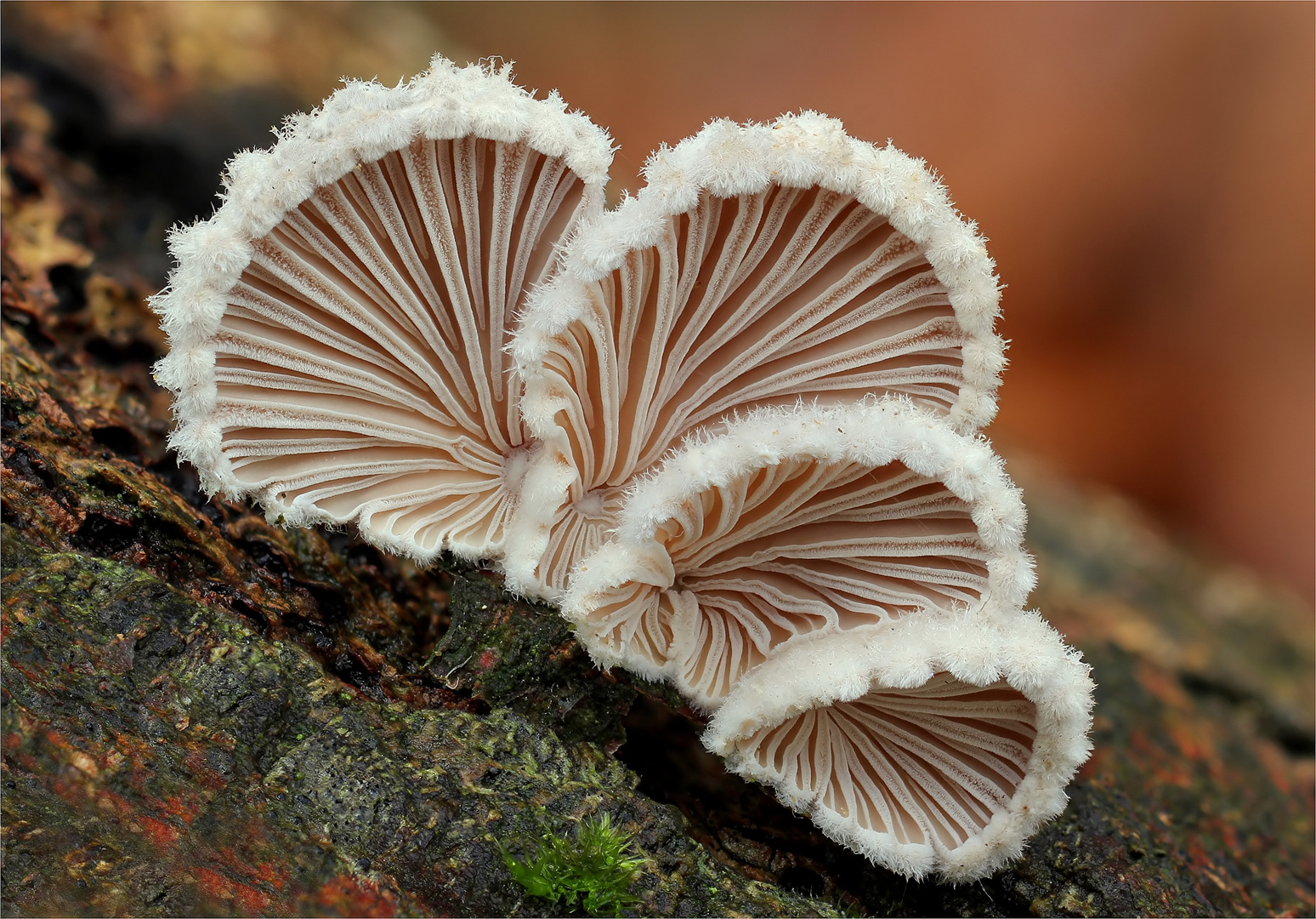 Spaltblättlinge (Schizophyllum commune)