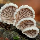 Spaltblättlinge (Schizophyllum commune)