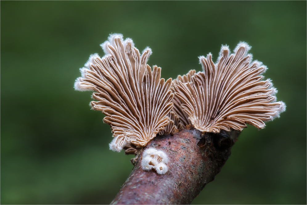 Spaltblättlinge (Schizophyllum commune)