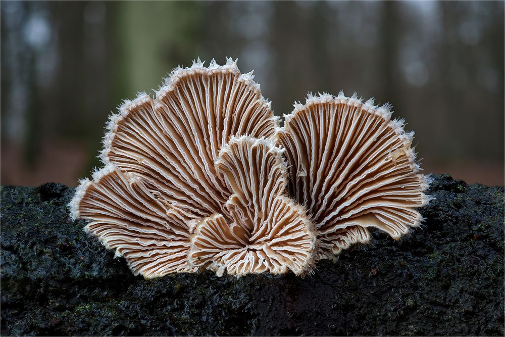 Spaltblättlinge (Schizophyllum commune)