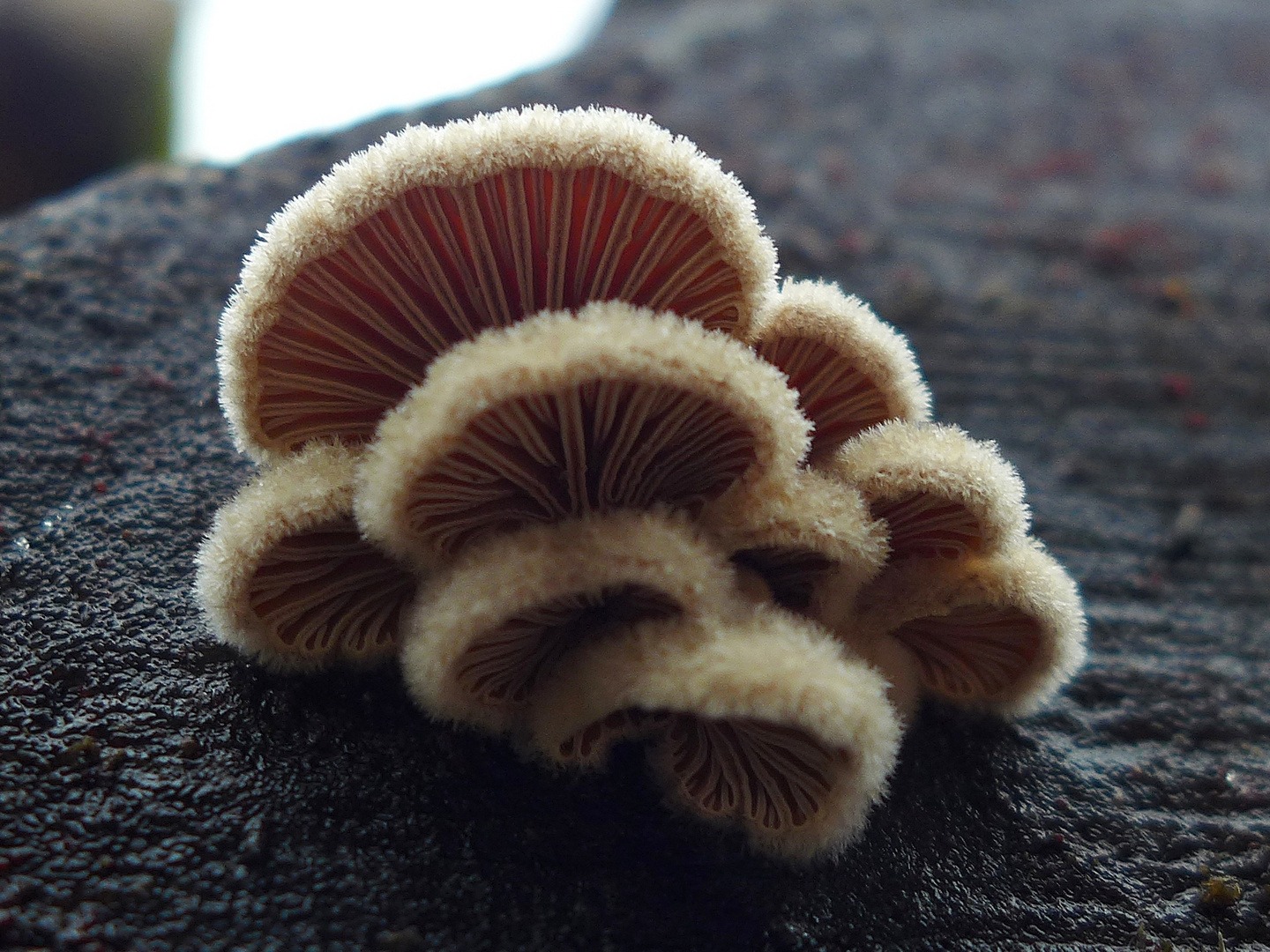 Spaltblättlinge  (Schizophyllum commune)