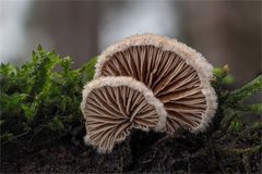 Spaltblättlinge (Schizophyllum commune)