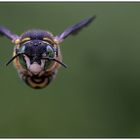 Spalten-Wollbiene - anthidium oblongatum -