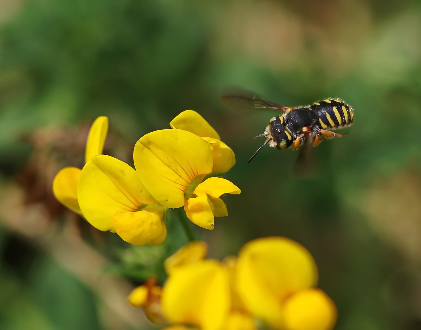 Spalten-Wollbiene,Anthidium oblongatum