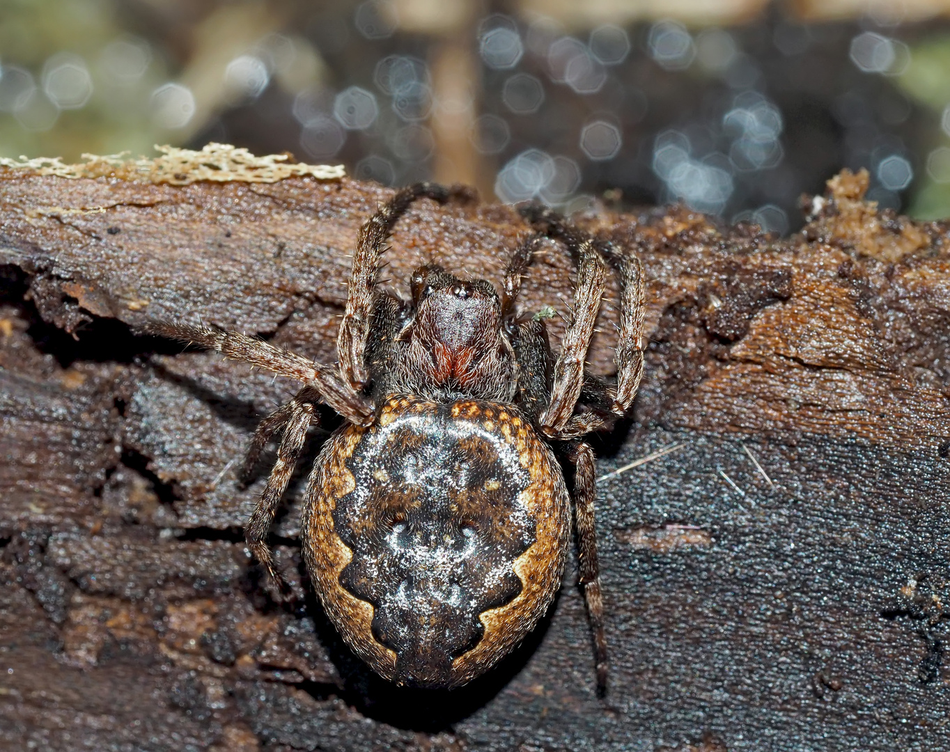 Spaltenkreuzspinne (Nuctenea umbratica), Spinne des Jahres 2017! - Araignée des fissures.