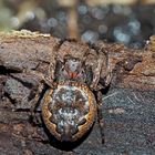 Spaltenkreuzspinne (Nuctenea umbratica), Spinne des Jahres 2017! - Araignée des fissures.