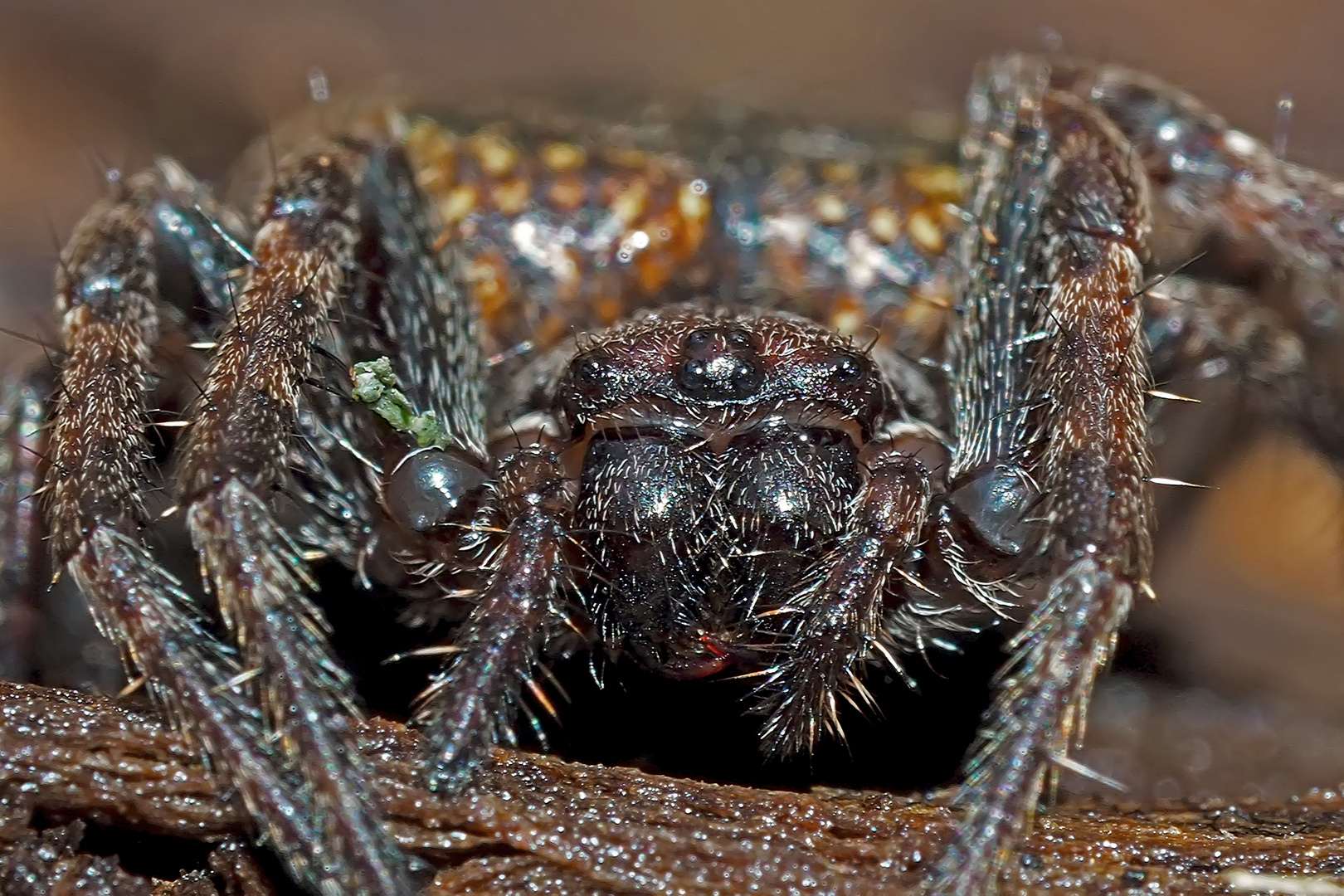 Spaltenkreuzspinne (Nuctenea umbratica), Spinne des Jahres 2017! - Araignée des fissures, portrait!