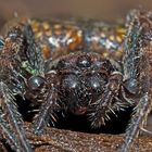 Spaltenkreuzspinne (Nuctenea umbratica), Spinne des Jahres 2017! - Araignée des fissures, portrait!