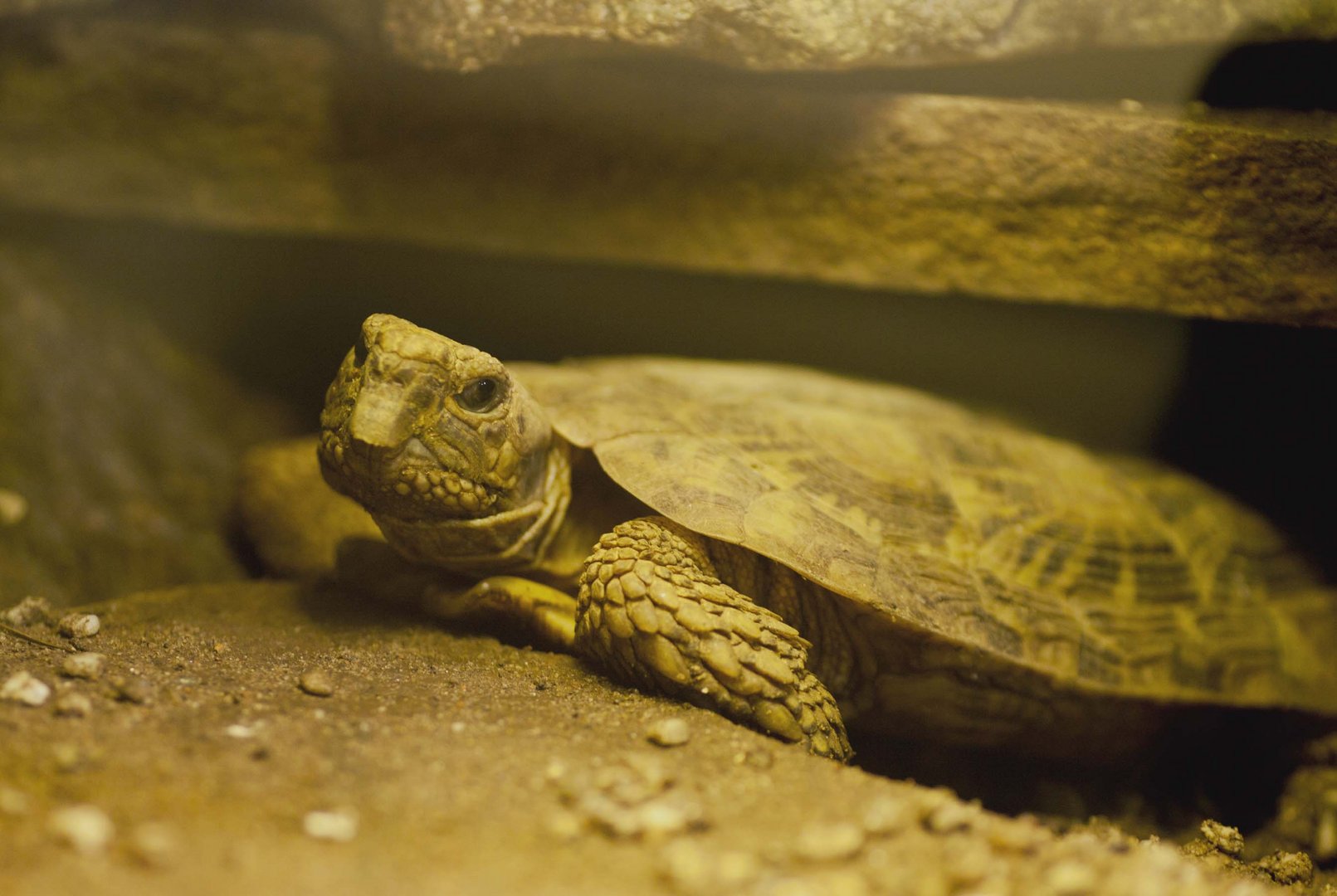 Spaltenschildkröte - eine außergewöhnliche Schildkrötenart