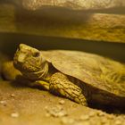 Spaltenschildkröte - eine außergewöhnliche Schildkrötenart
