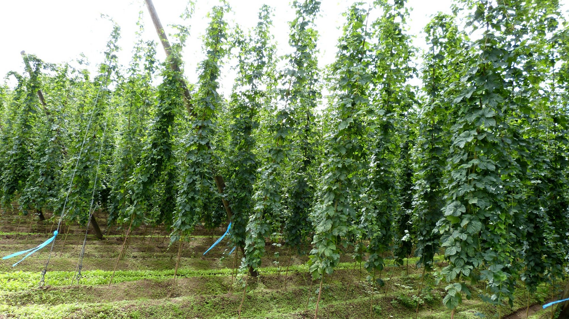 Spalter Hopfen 1