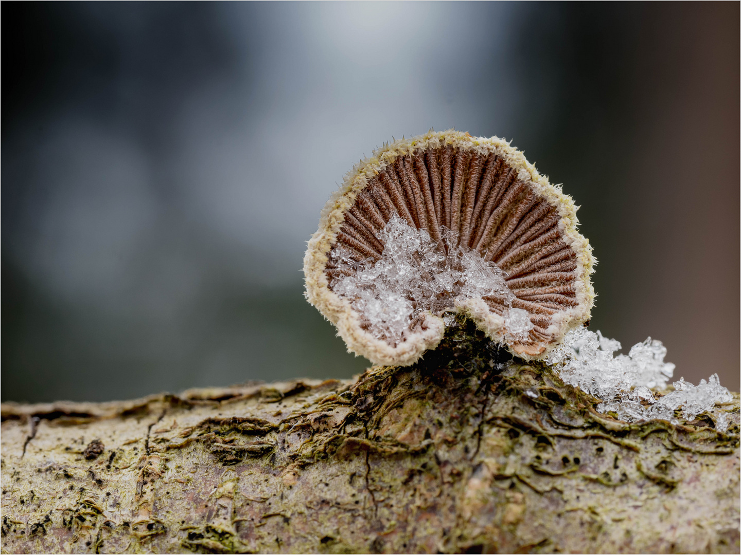 Spalti mit Eiskristallen