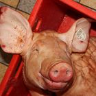 spanferkel vom glücklichen schwein