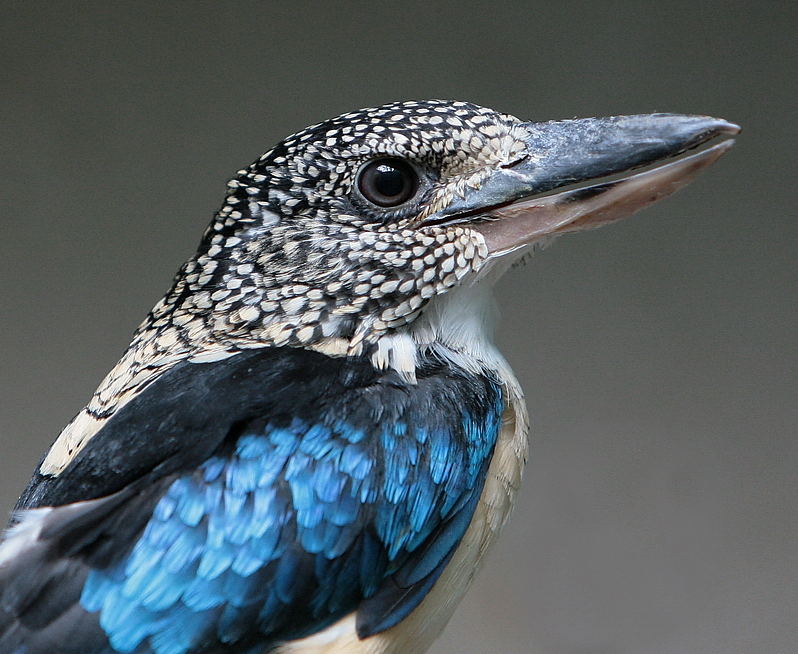 Spangled Kookaburra