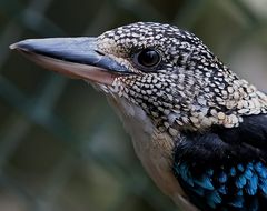 spangled kookaburra