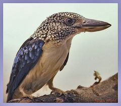 spangled kookaburra