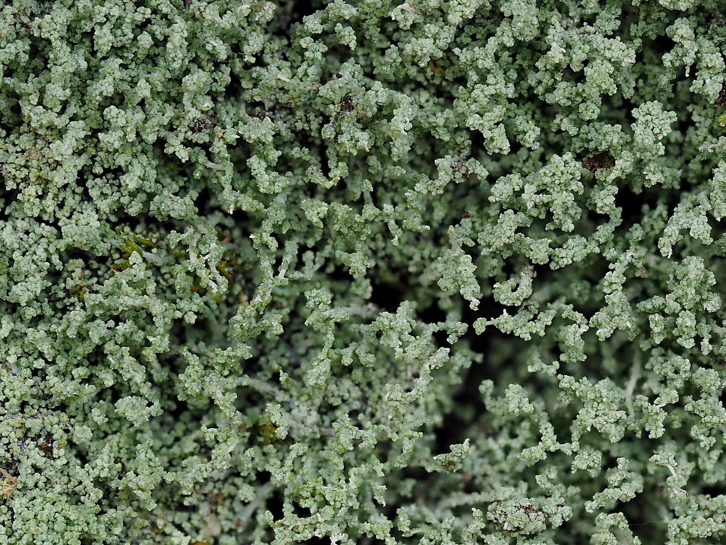 Spangrüne Korallenflechte (Leprocaulon microscopicum)
