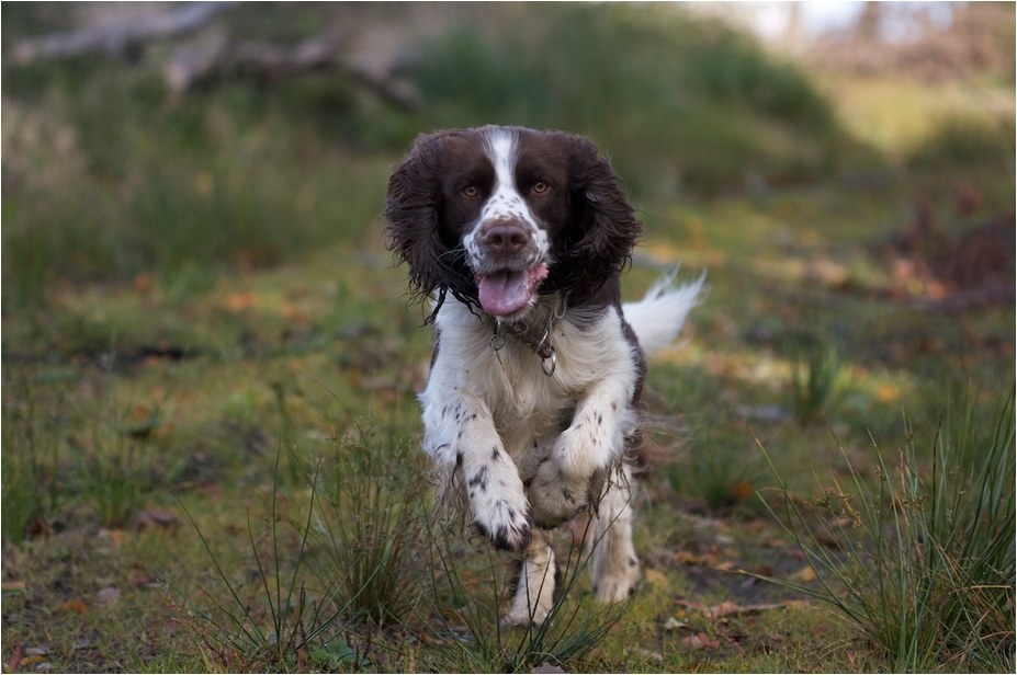 Spaniel