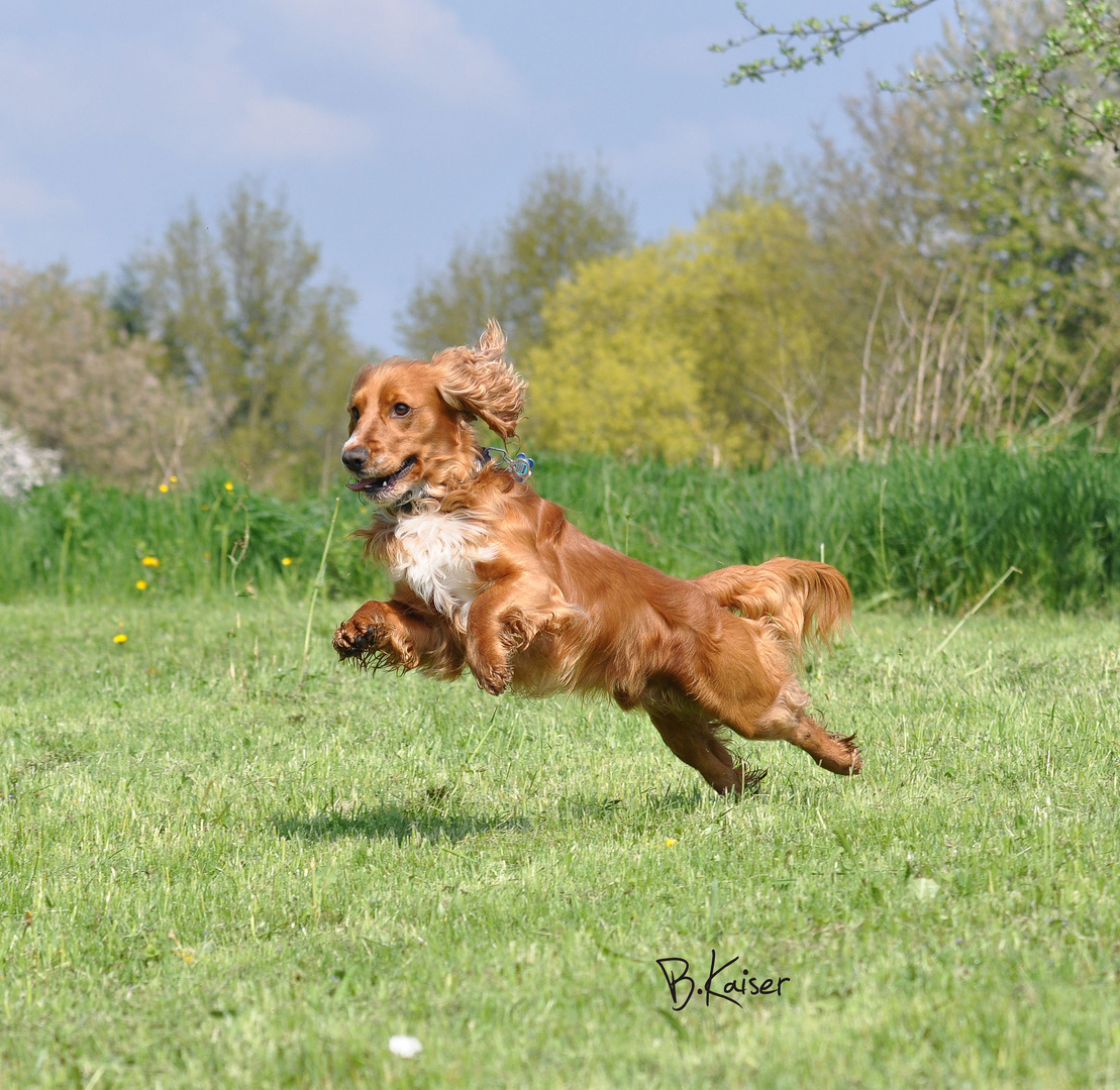 Spaniel "Billy"