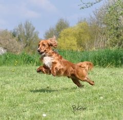 Spaniel "Billy"