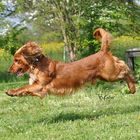 Spaniel "Billy", der Flughund