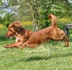 Spaniel "Billy", der Flughund