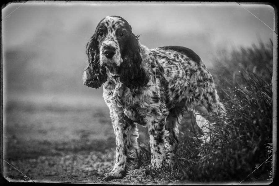 Spaniel in the Fog