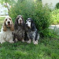 Spaniel-Team