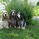 Spaniel-Team